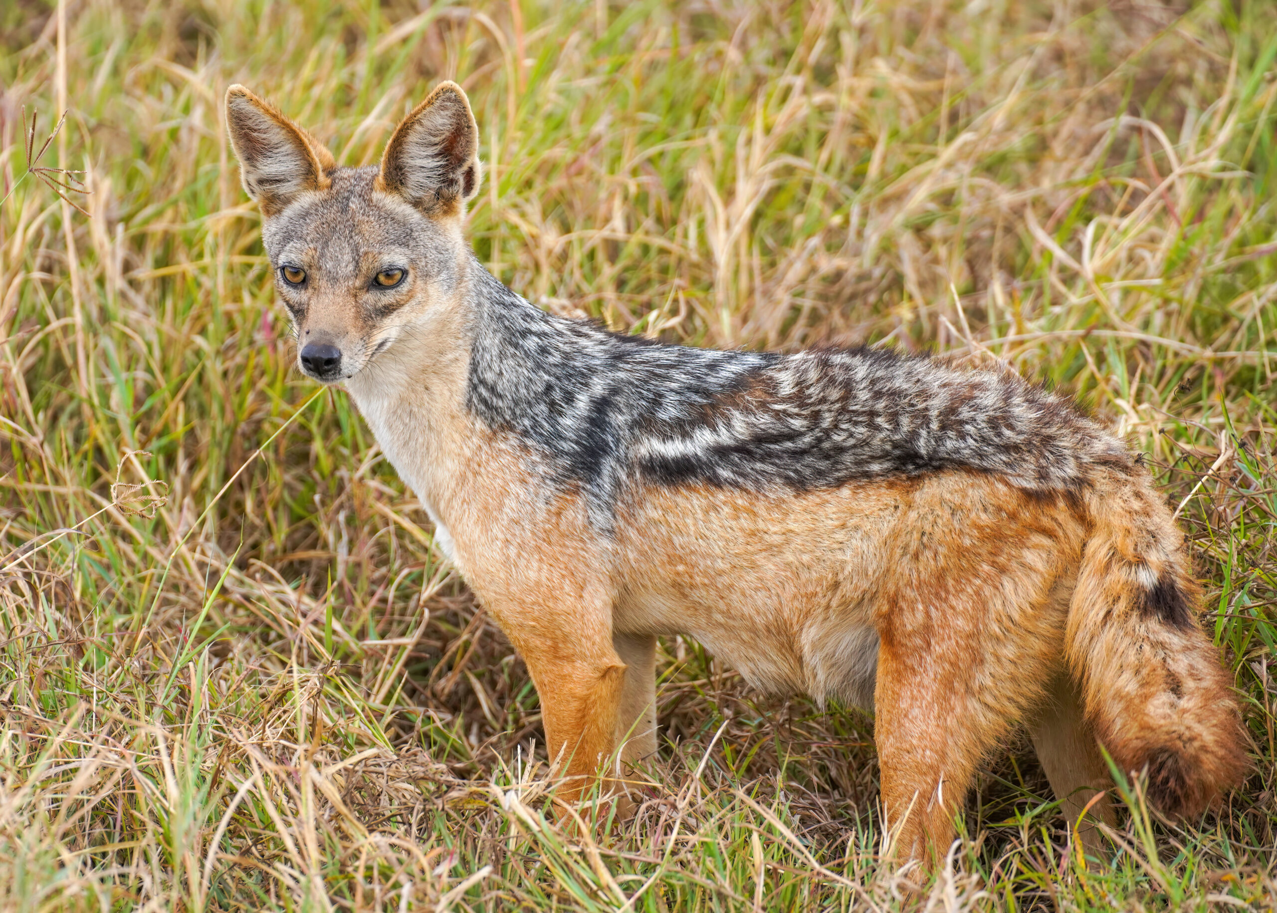 013 Black-backed jackal in the Ngorongoro Crater Photo by Giles Laurent.jpg