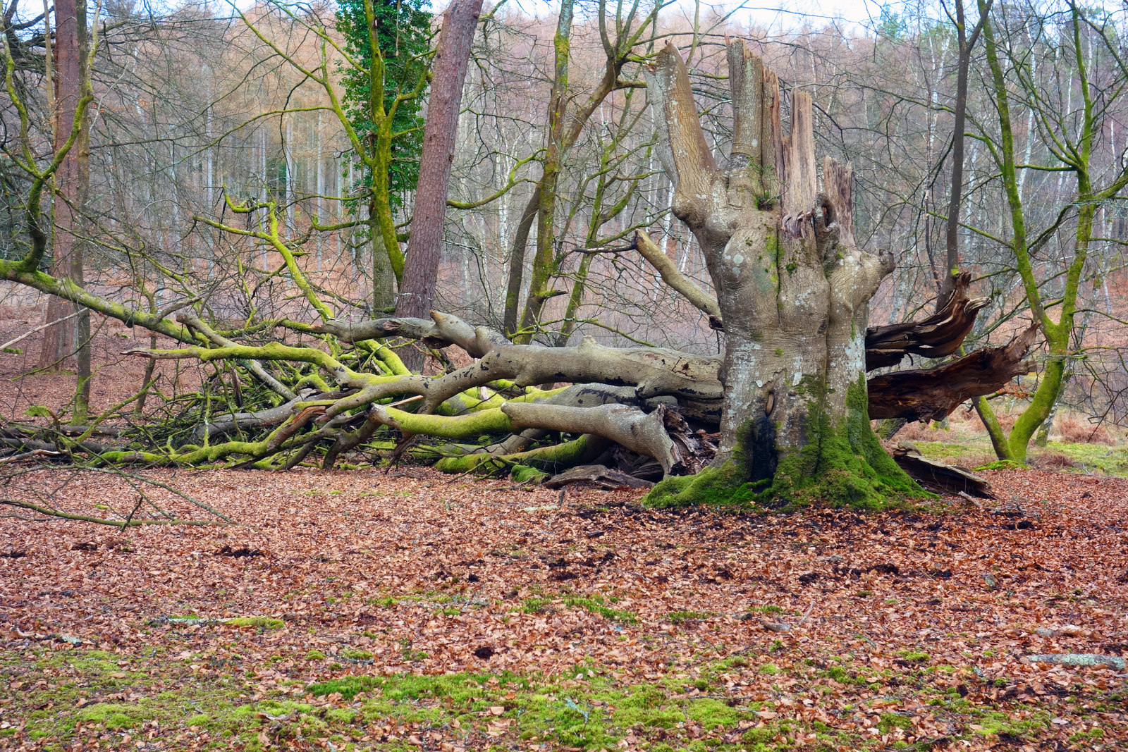 Another One Bites The Dust - geograph.org.uk - 5709712.jpg