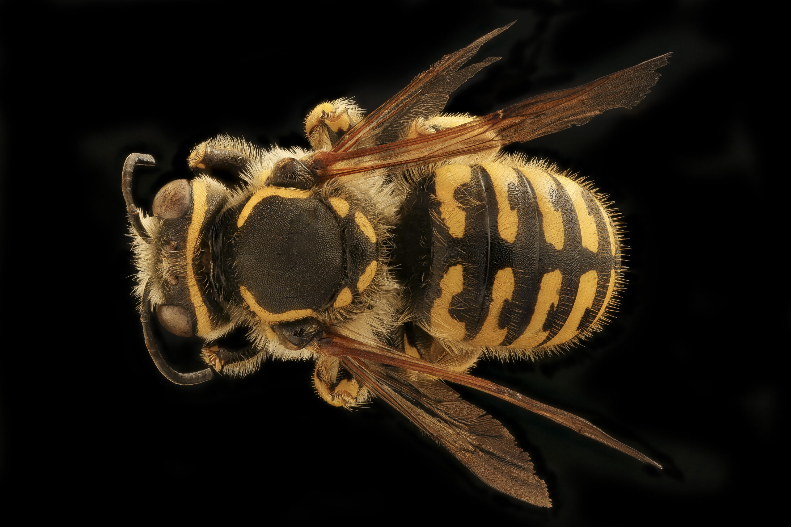 Anthidium illustre, m, back, Bray 1, CA 2019-03-21-12.05.57 ZS PMax UDR (48083501703).jpg