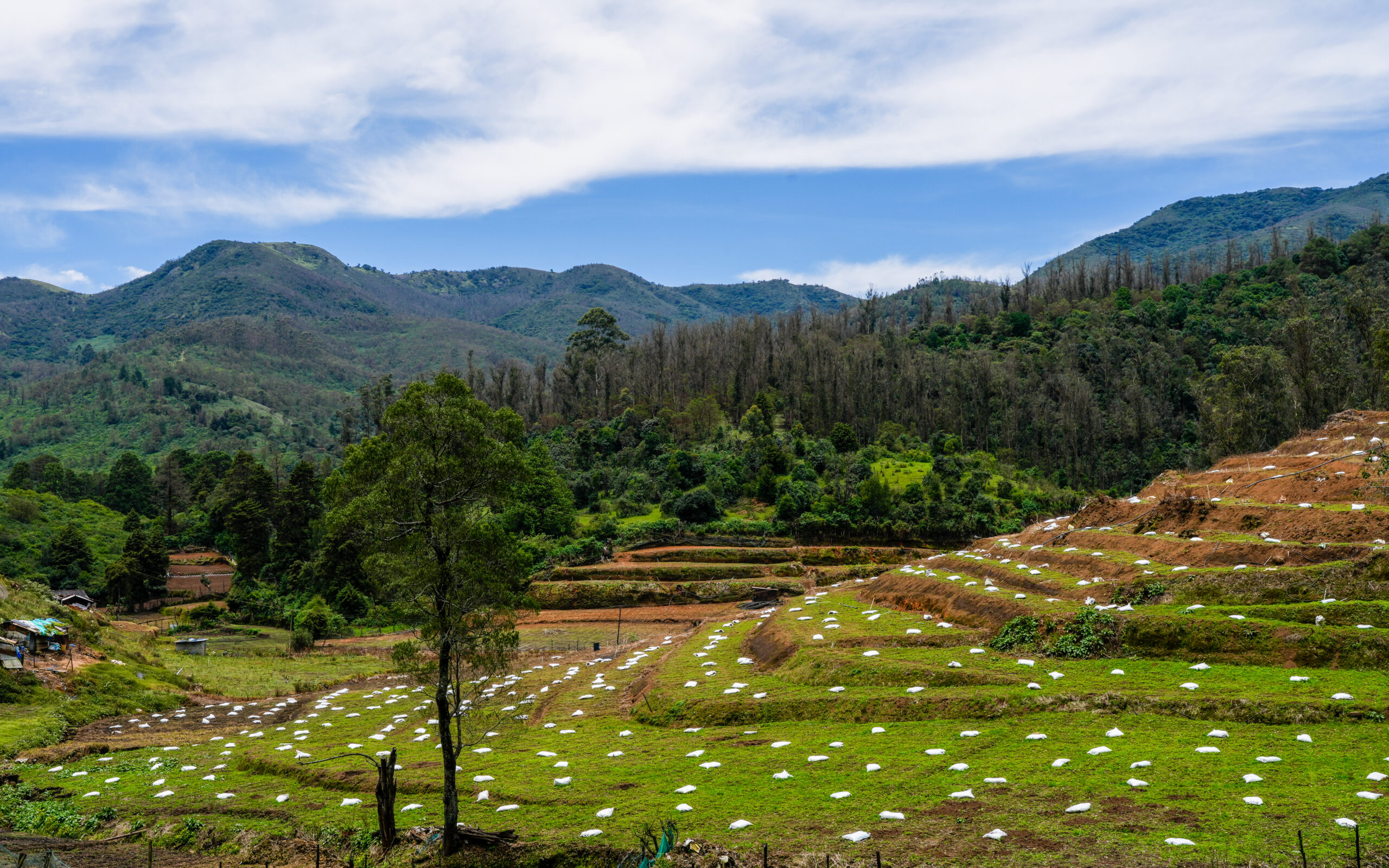 Fields TR Bazar NH-181 Nilgiris Aug25 A7CR 07388-HDR.jpg